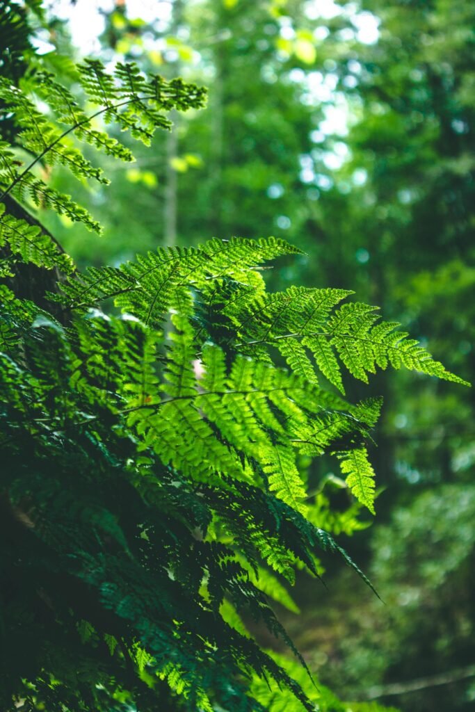 Helechos verdes en primer plano en un bosque templado