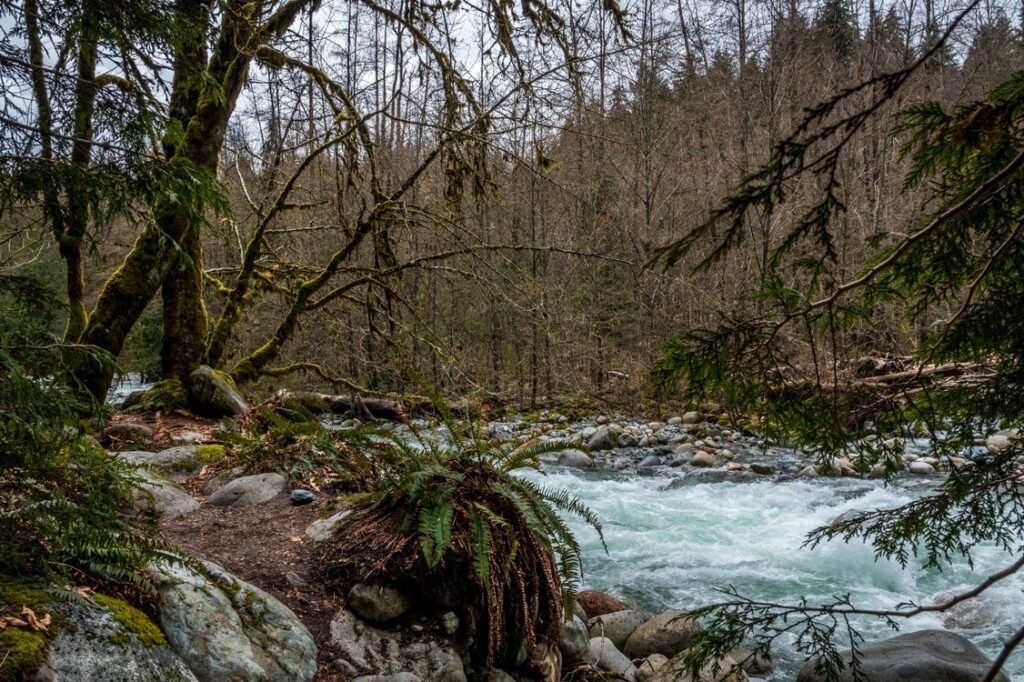 Cascada en el bosque templado austral